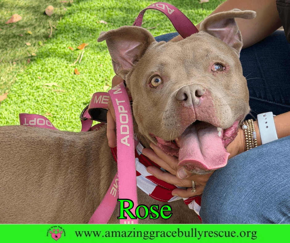 Rose - American Pit Bull Terrier