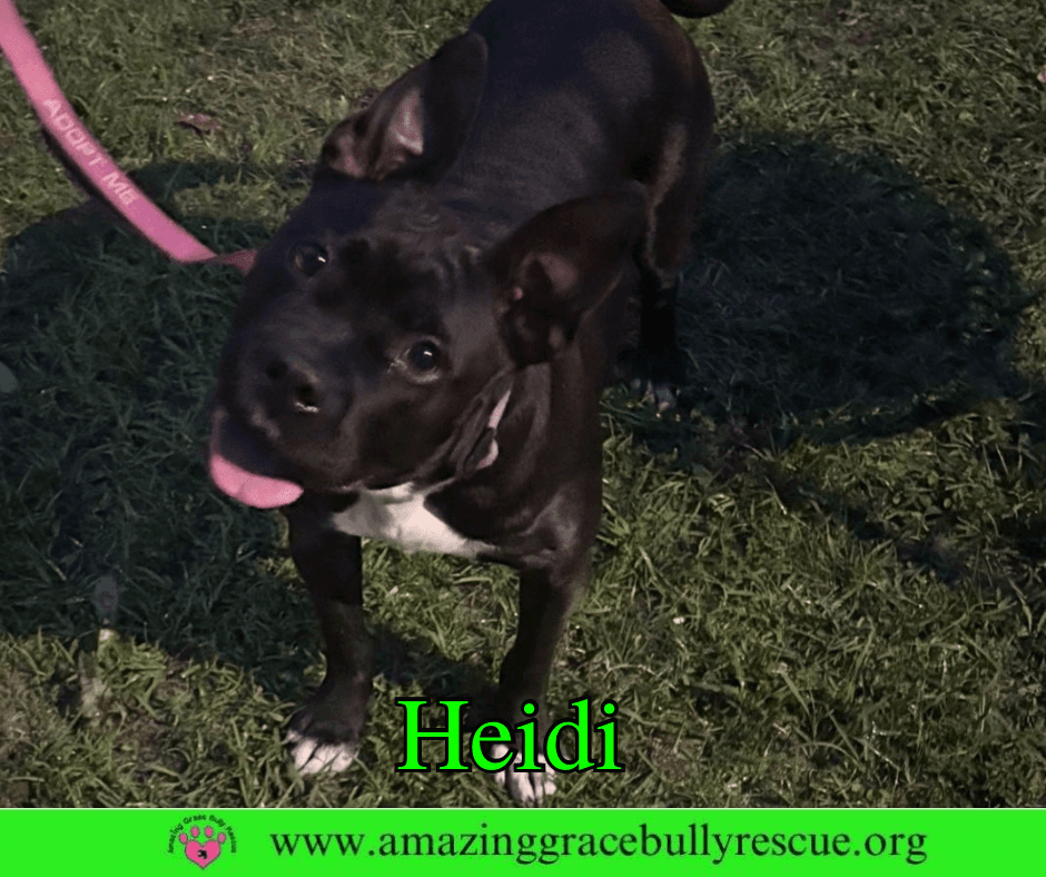 Heidi - American Bulldog