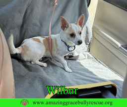 Wilbur image 1