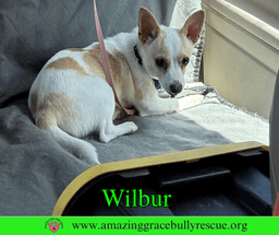 Wilbur image 4