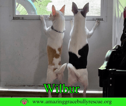 Wilbur image 3