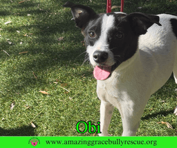 Obi image 1