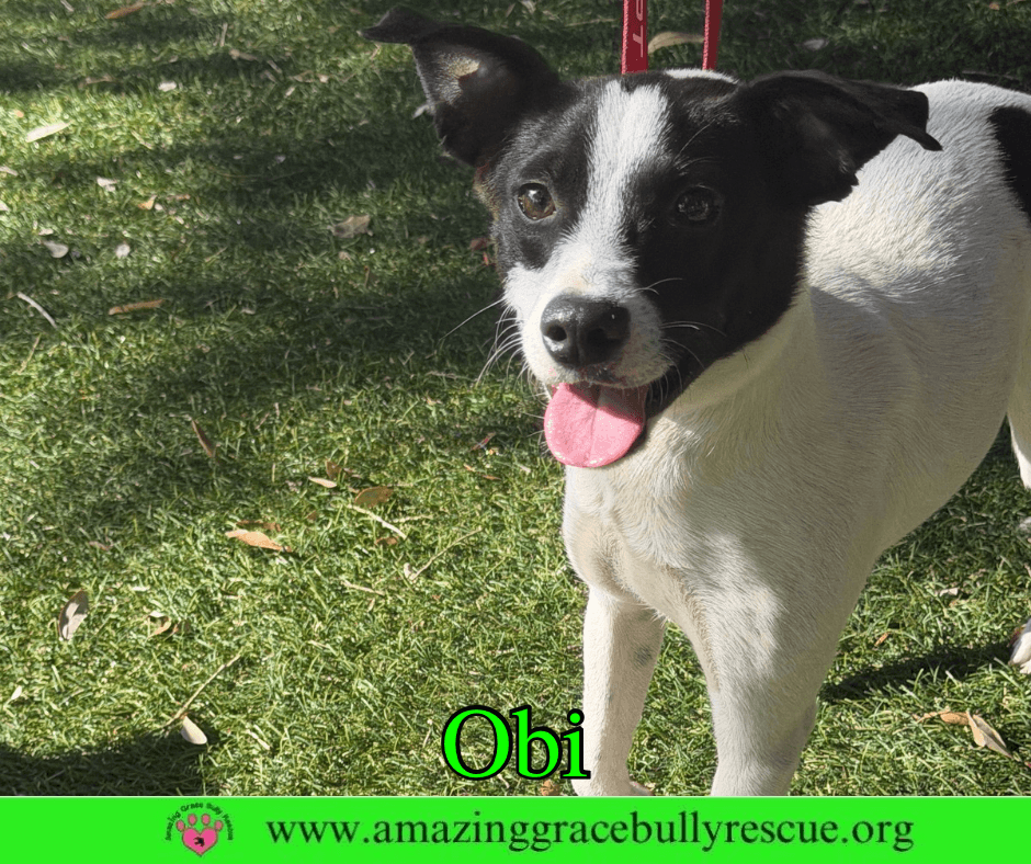 Obi - Jack Russell Terrier