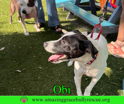 Obi image 3