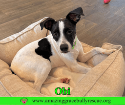 Obi image 2