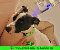 Obi image 4
