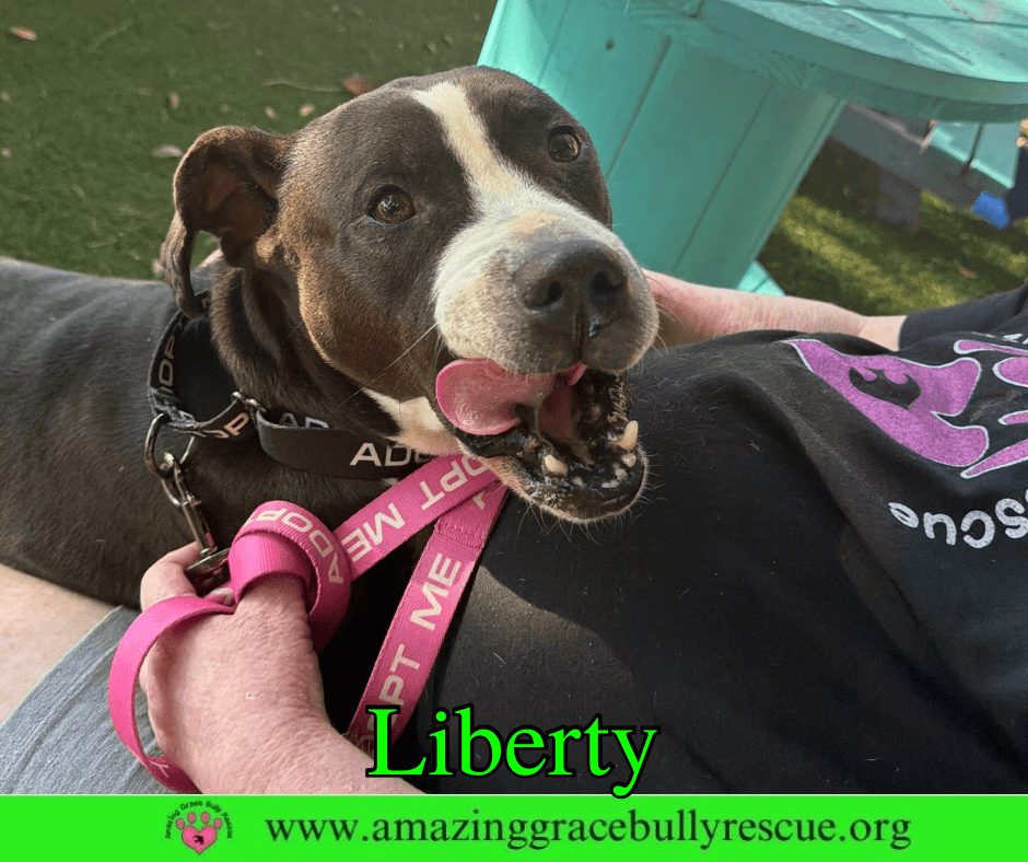 Liberty - Labrador Retriever