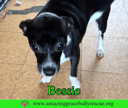 Bessie image 2
