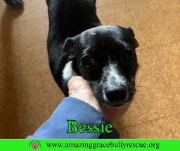 Bessie image 3