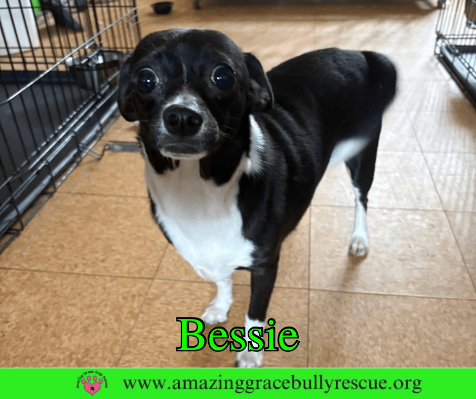 Bessie - Chihuahua