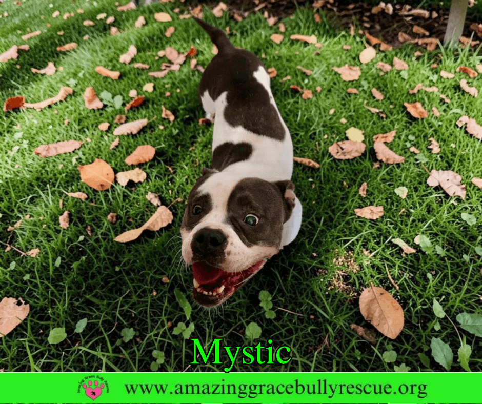 Mystic - Bulldog