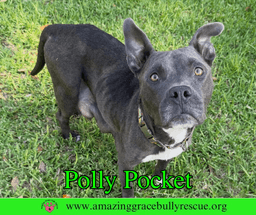 Polly Pocket image 1