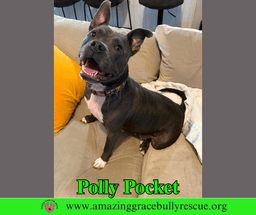 Polly Pocket image 2