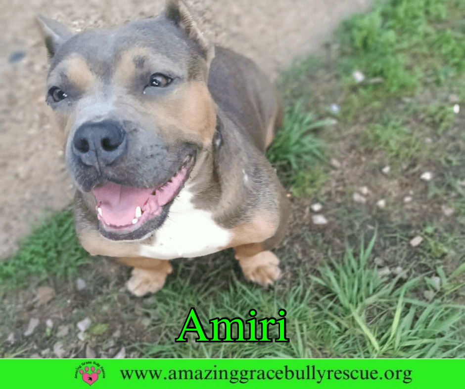 Amiri - American Staffordshire Terrier