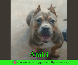 Amiri image 2