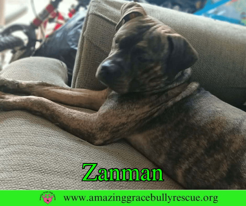 Zanman - Bulldog