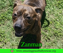 Zanman image 2