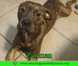 Zanman image 4