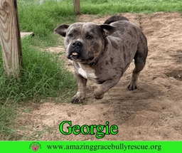Georgie image 1