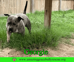 Georgie image 3