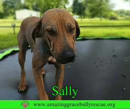 Sally image 1