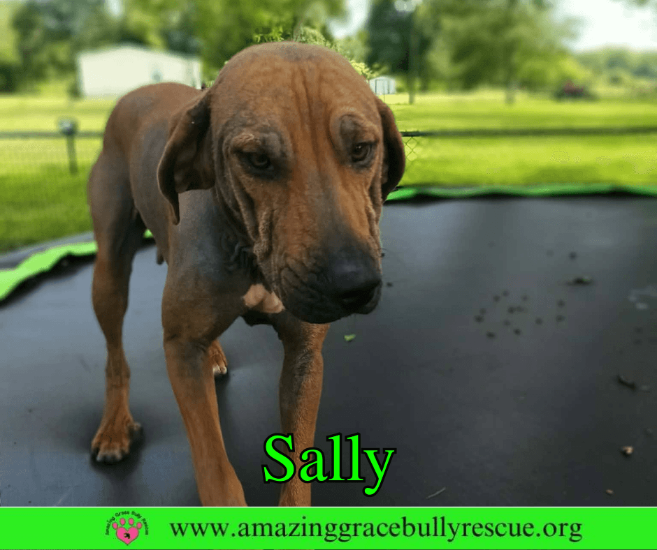 Sally - Redbone Coonhound