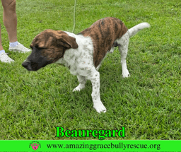 Beauregard image 4