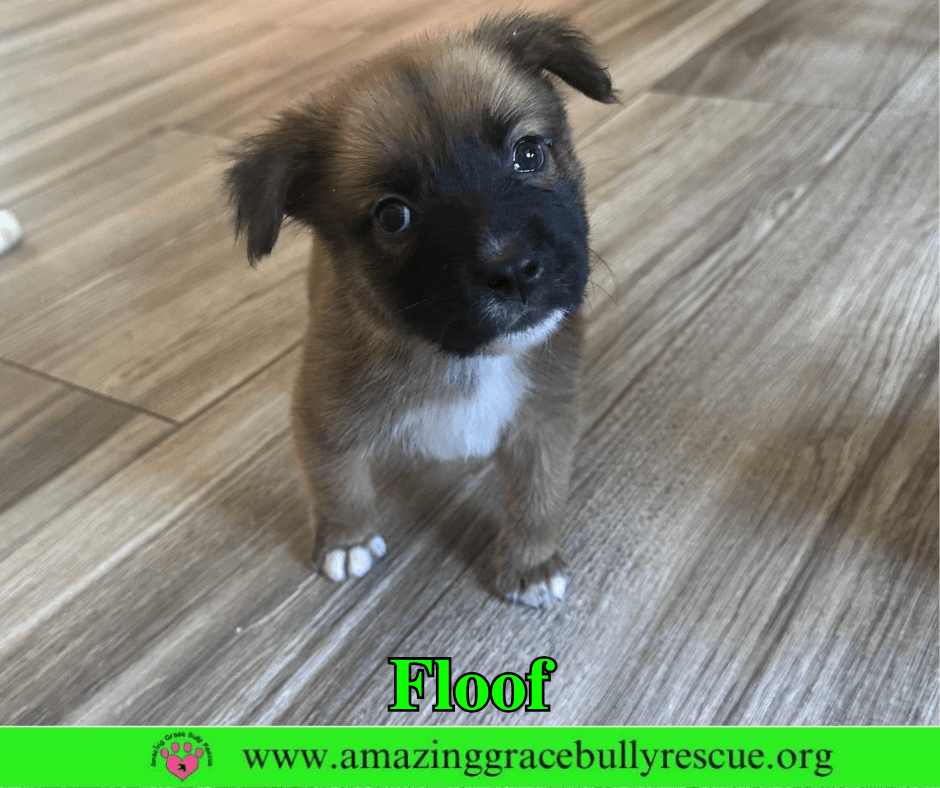 Floof - Black Mouth Cur