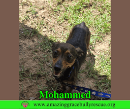Mohammed image 3