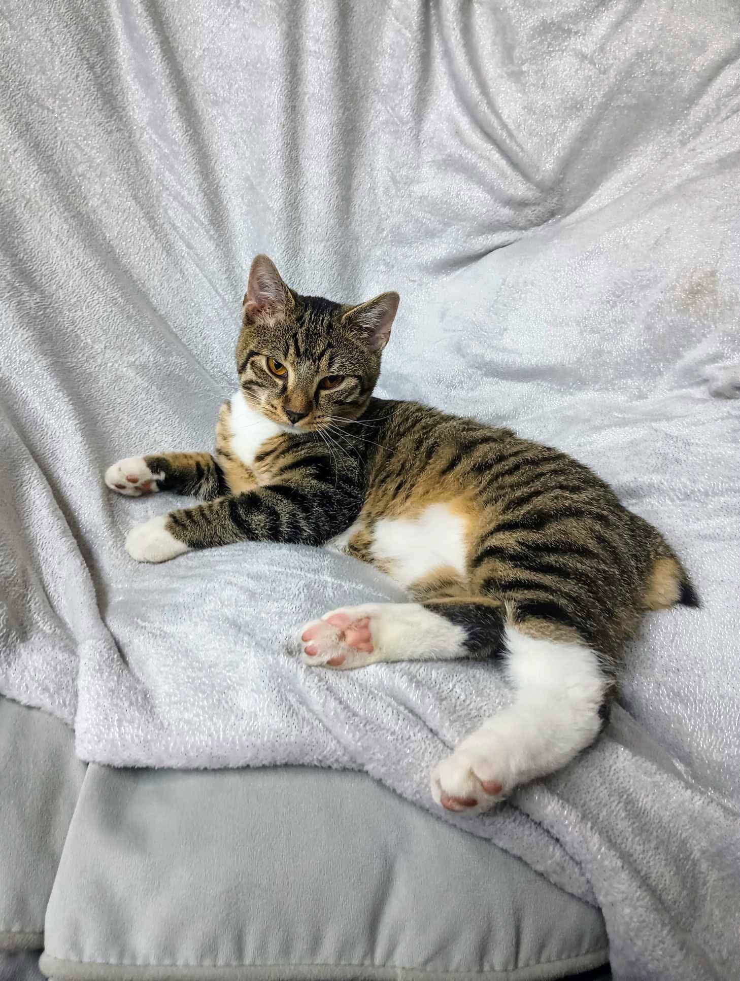 Fawn Young Male Tabby - Tabby