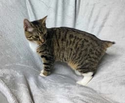 Fawn Young Male Tabby image 3