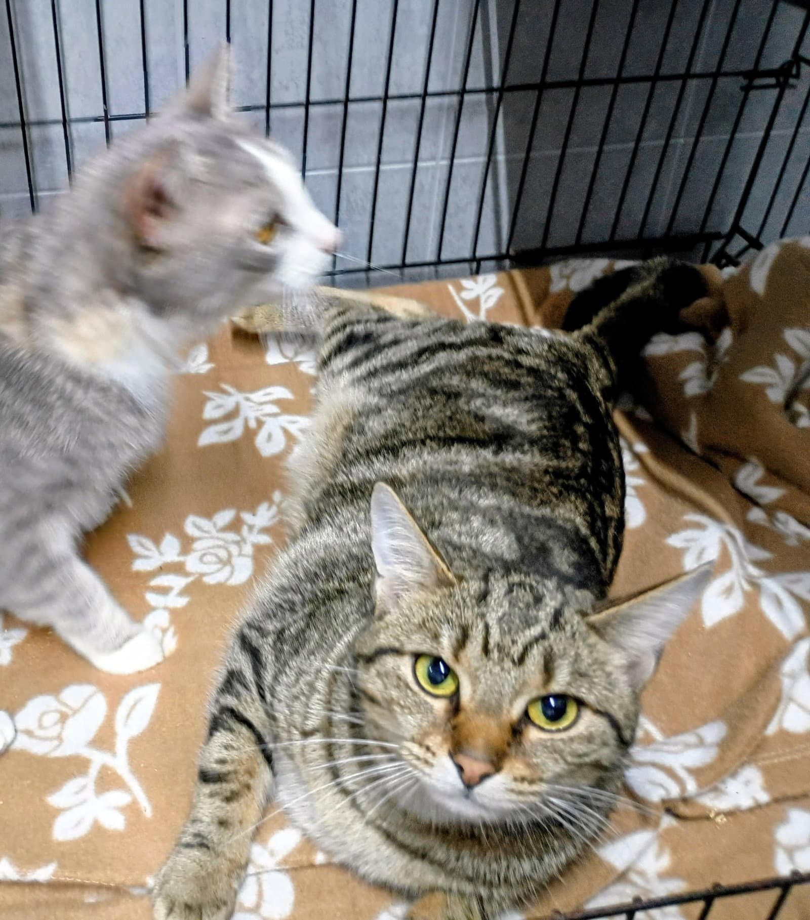 Sally - Domestic Short Hair