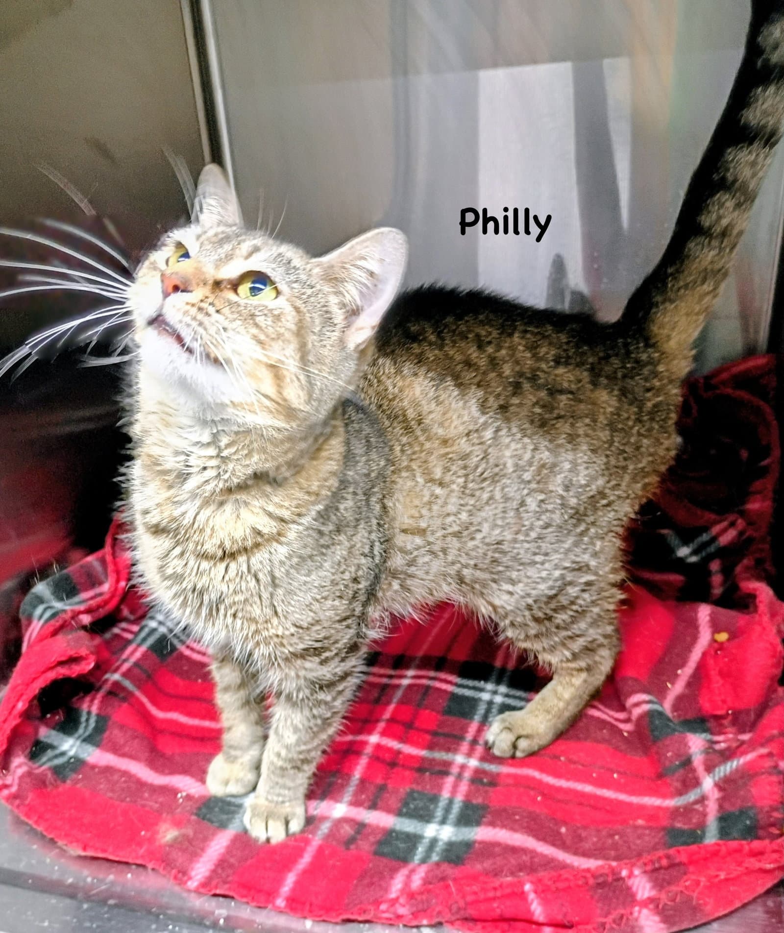 Philly - Domestic Short Hair