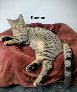 Keenan image 1