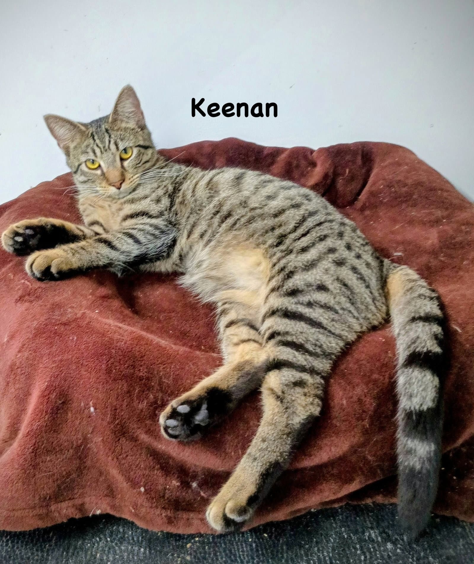 Keenan - Domestic Short Hair