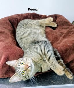Keenan image 2