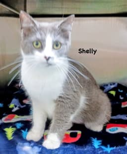 Shelly image 1