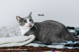 Shelly image 3
