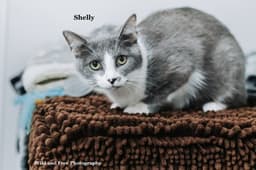 Shelly image 2
