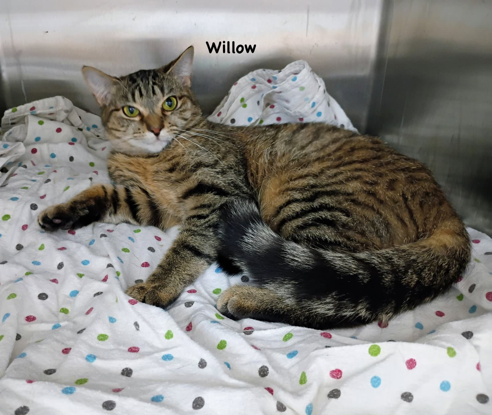Willow - Domestic Short Hair