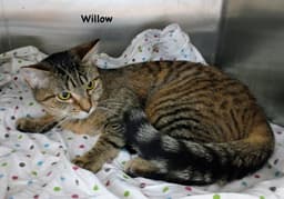 Willow image 2