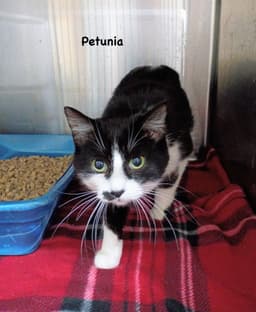 Petunia image 1