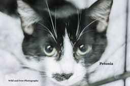 Petunia image 2