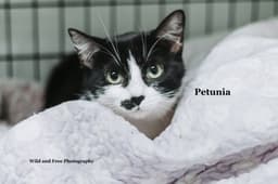 Petunia image 3