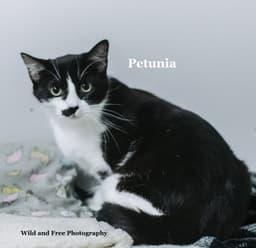 Petunia image 4