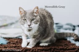 Meredith Gray image 2