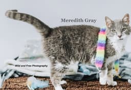 Meredith Gray image 4