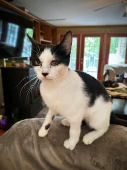 Dottie image 1