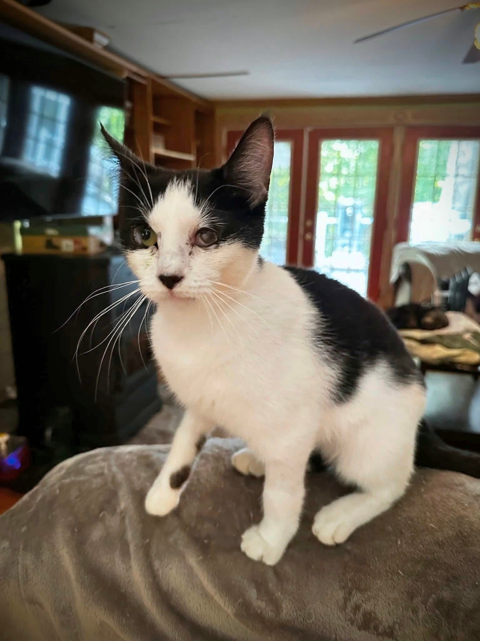 Dottie - Domestic Short Hair