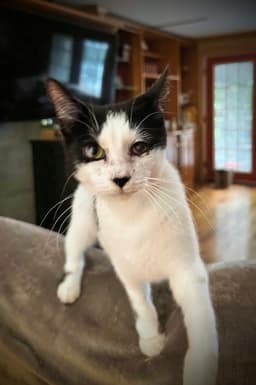 Dottie image 3